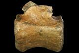 Dinosaur (Thescelosaurus) Caudal Vertebra - Montana #114435-1